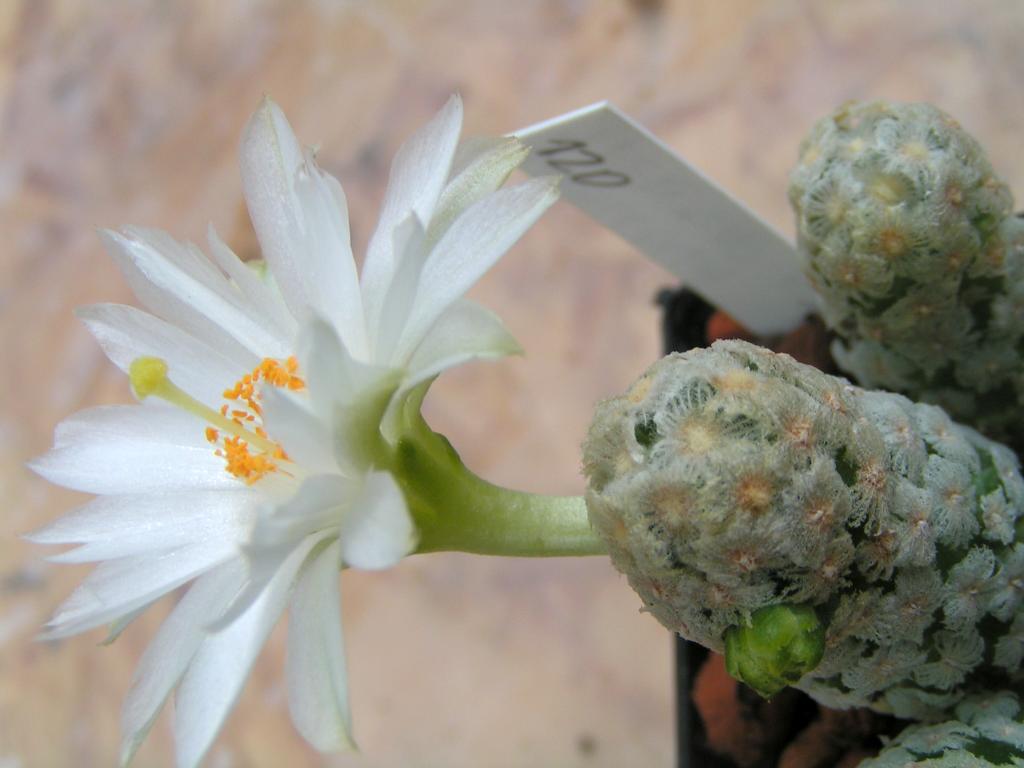 Mammillaria theresae albiflora